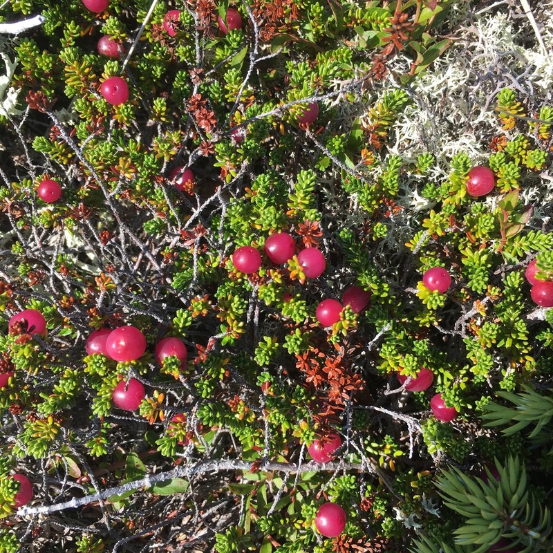 Purple Crowberry photo 8
