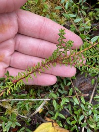 Black Crowberry