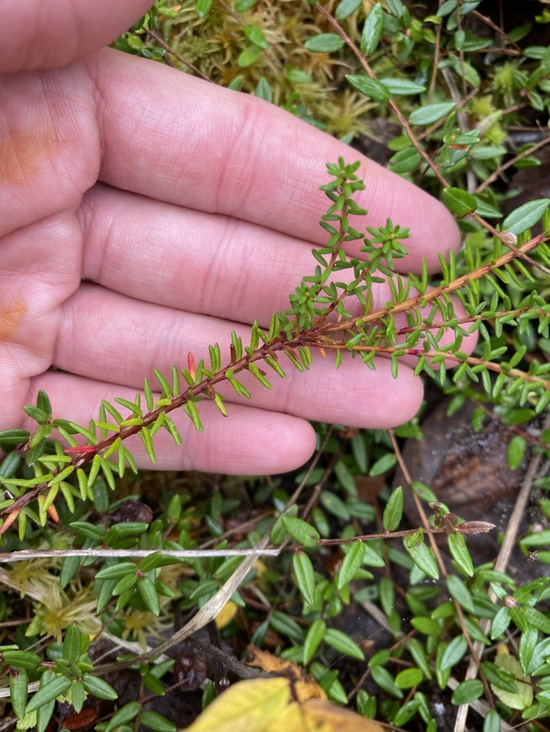 Black Crowberry