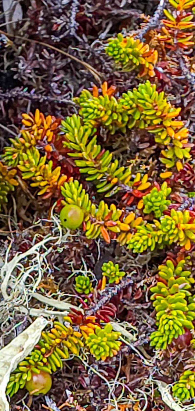 Black Crowberry photo 2