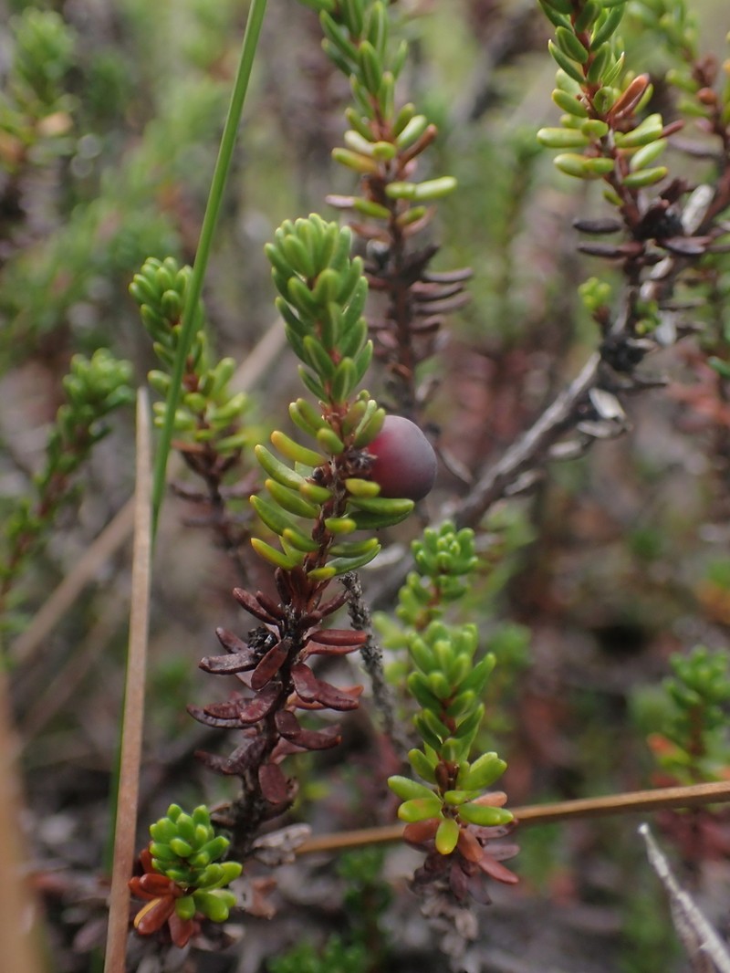 Black Crowberry photo 3