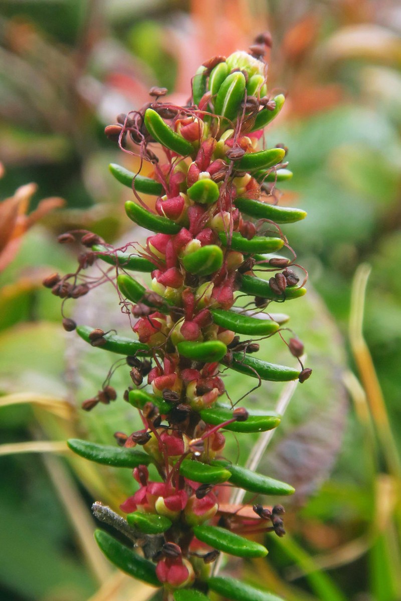 Black Crowberry photo 4