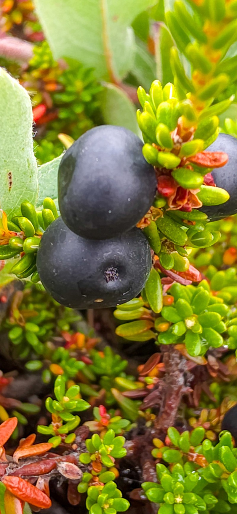 Black Crowberry photo 5