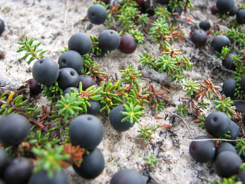 Black Crowberry photo 6
