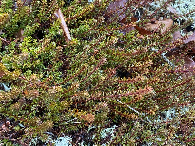 Black Crowberry photo 7