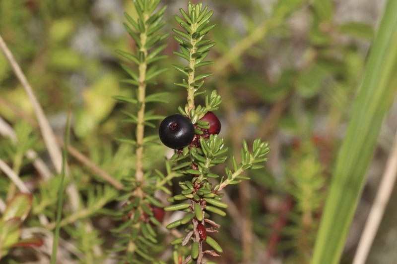Black Crowberry photo 8