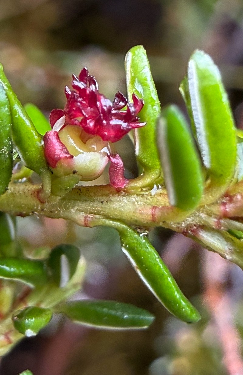 Empetrum nigrum subsp. nigrum