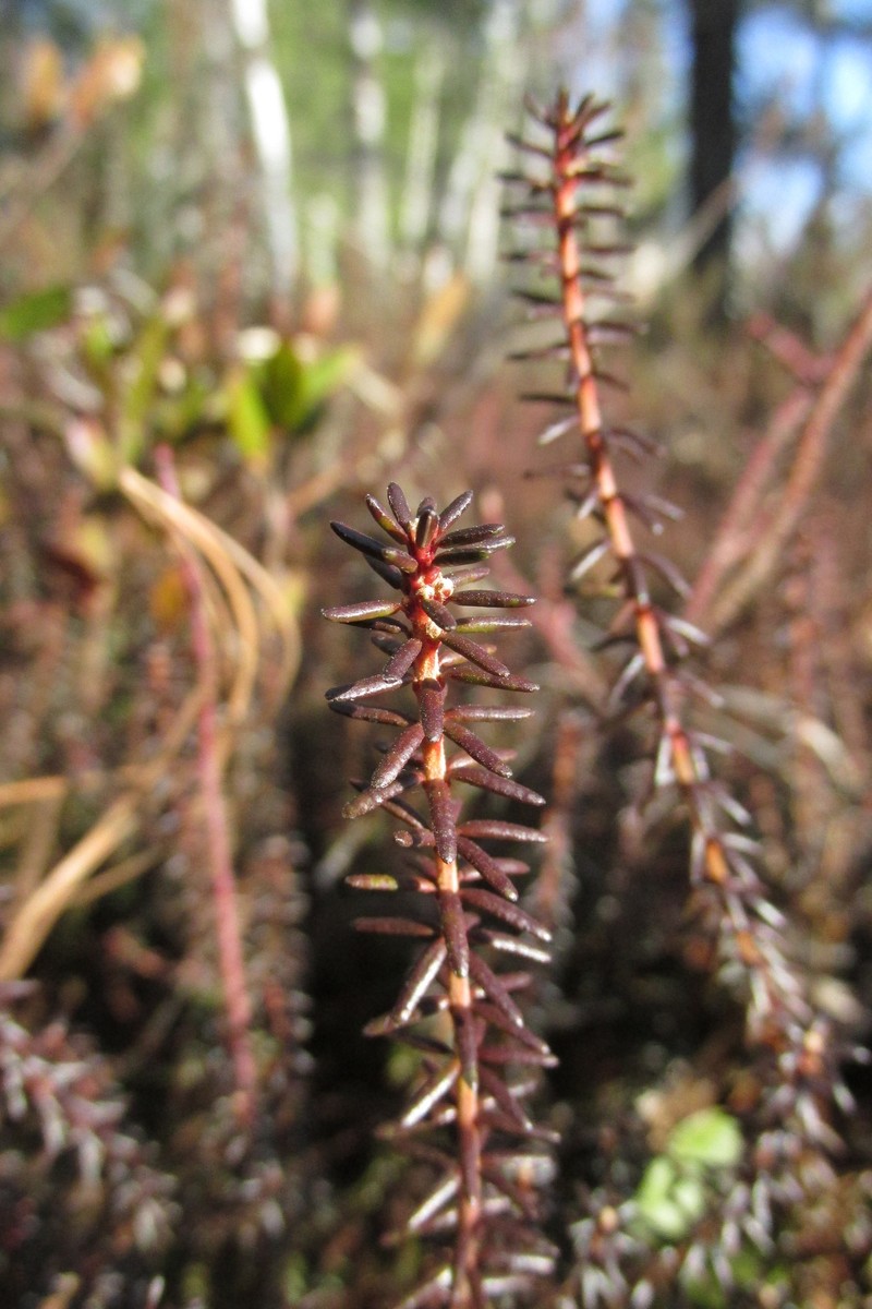 Empetrum nigrum subsp. stenopetalum photo 2