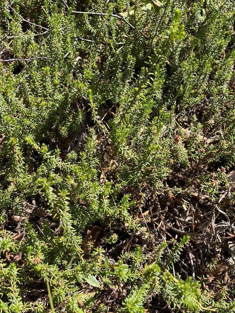 Empetrum nigrum subsp. stenopetalum photo 3