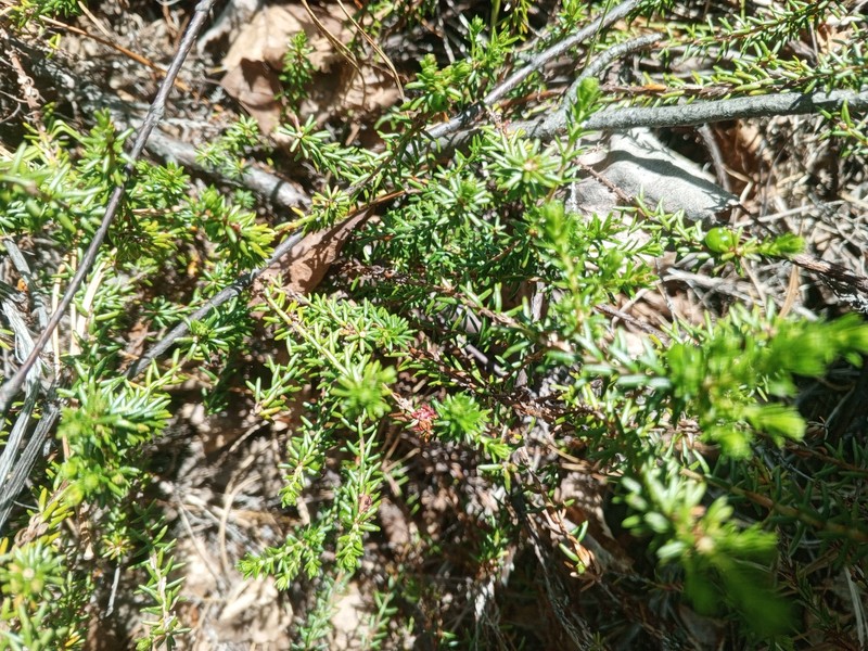 Empetrum nigrum subsp. stenopetalum photo 4