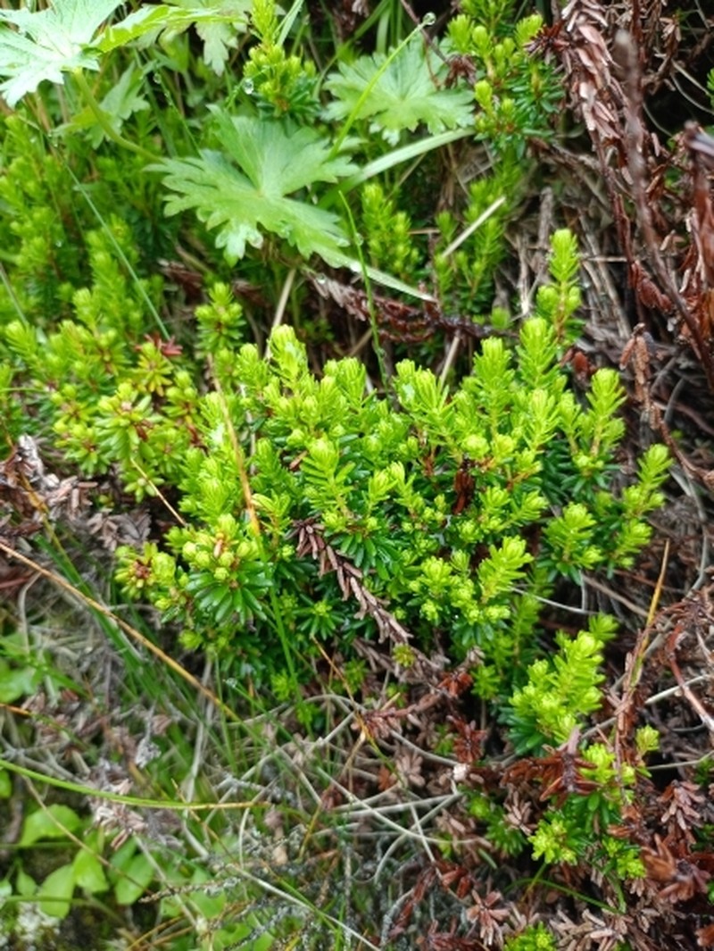 Empetrum nigrum subsp. stenopetalum photo 5