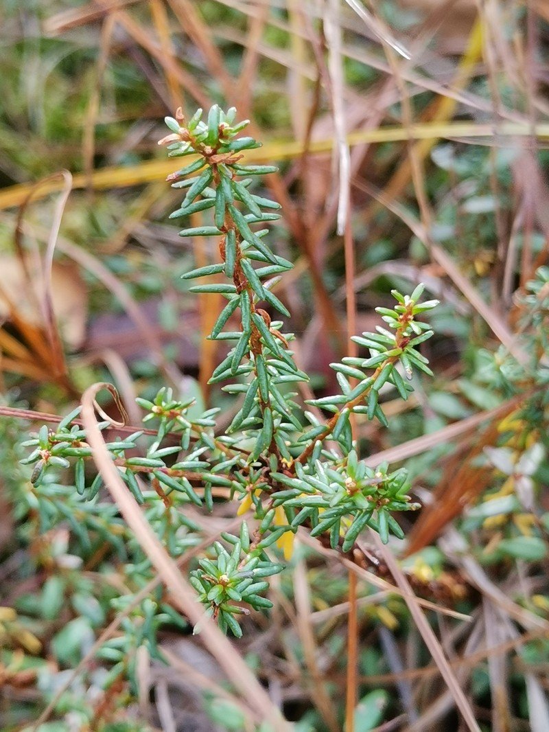 Empetrum nigrum subsp. stenopetalum photo 6