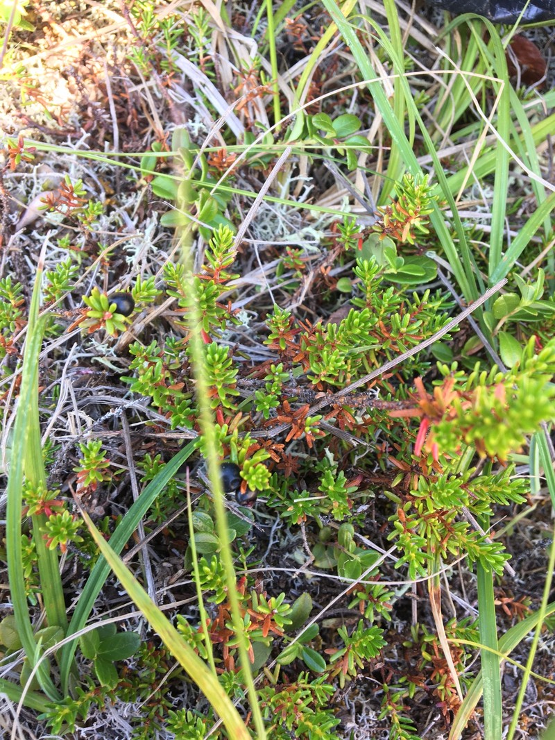 Empetrum nigrum subsp. stenopetalum photo 7