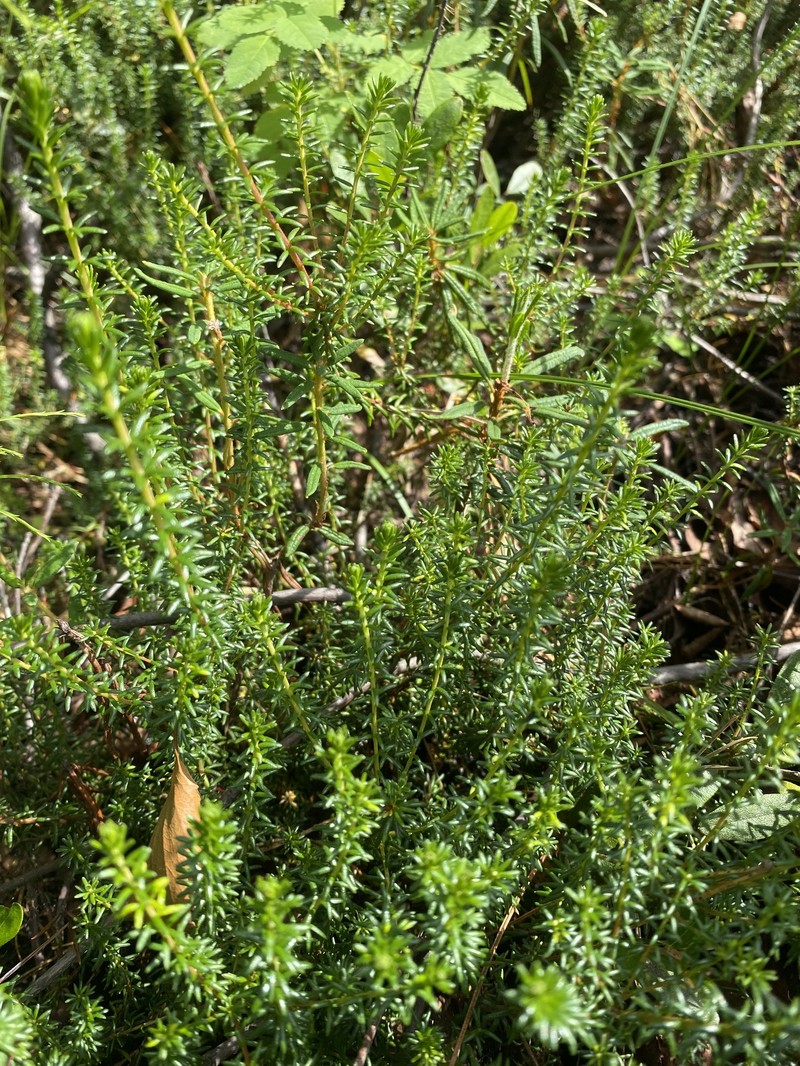 Empetrum nigrum subsp. stenopetalum photo 8
