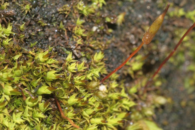 Alpine Candle Snuffer Moss