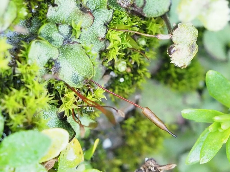 Alpine Candle Snuffer Moss