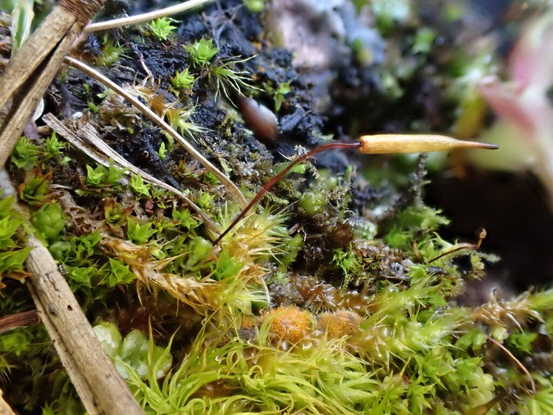 Alpine Candle Snuffer Moss photo 2