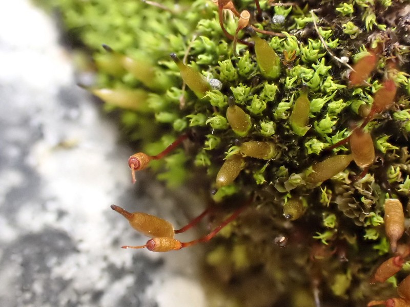 Alpine Candle Snuffer Moss photo 3