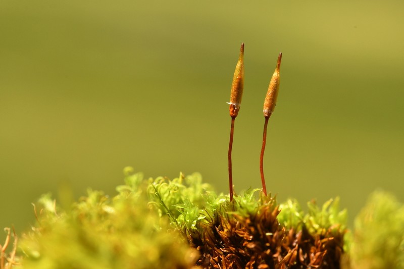 Alpine Candle Snuffer Moss photo 4