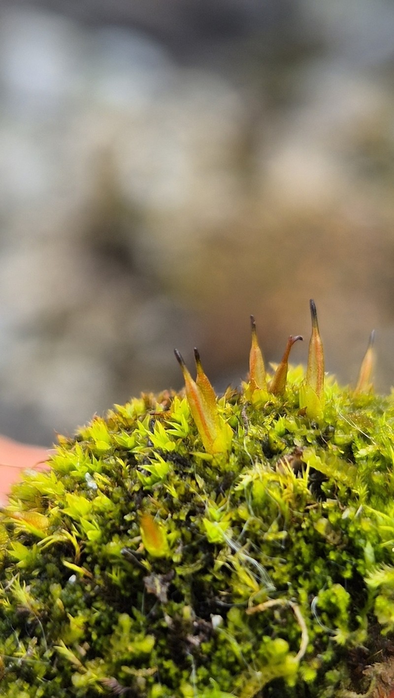 Alpine Candle Snuffer Moss photo 5