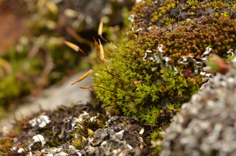 Alpine Candle Snuffer Moss photo 6