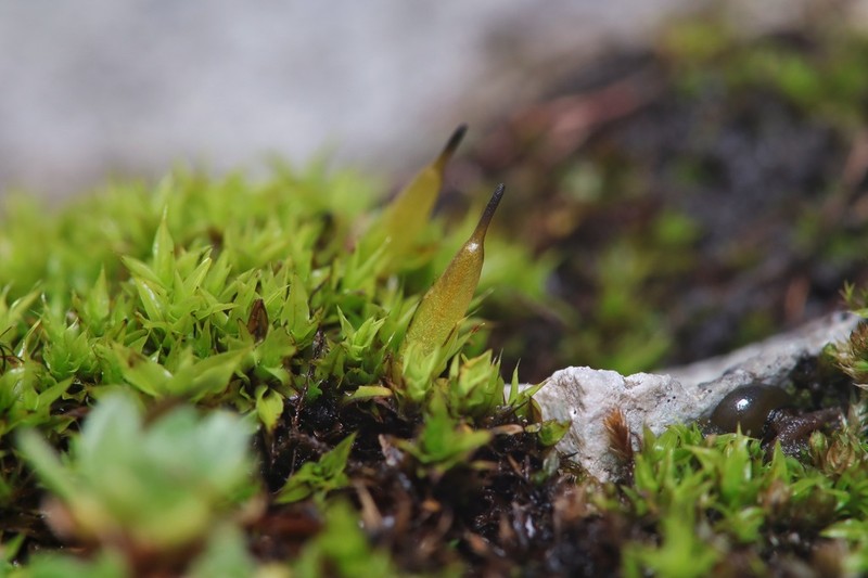 Alpine Candle Snuffer Moss photo 7