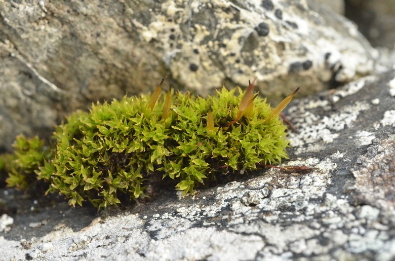 Alpine Candle Snuffer Moss photo 8