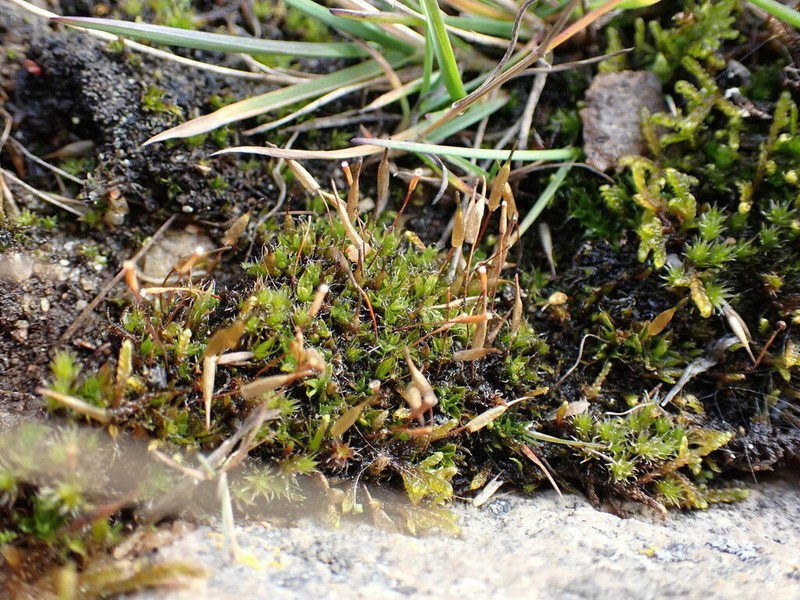 Candle Snuffer Moss