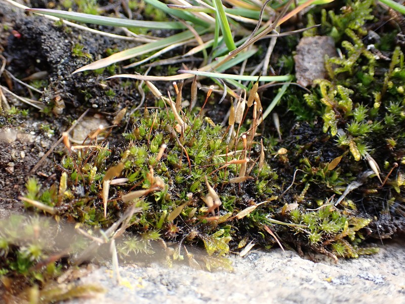 Candle Snuffer Moss photo 2