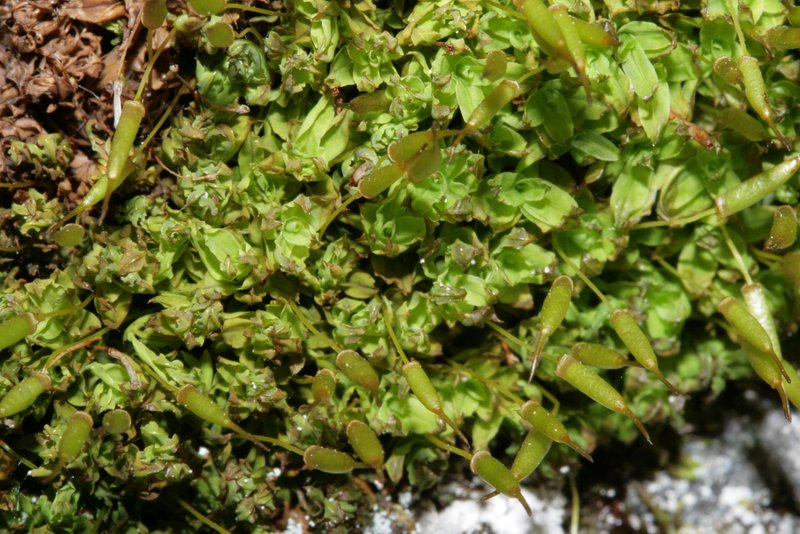 Fringed Candle Snuffer Moss