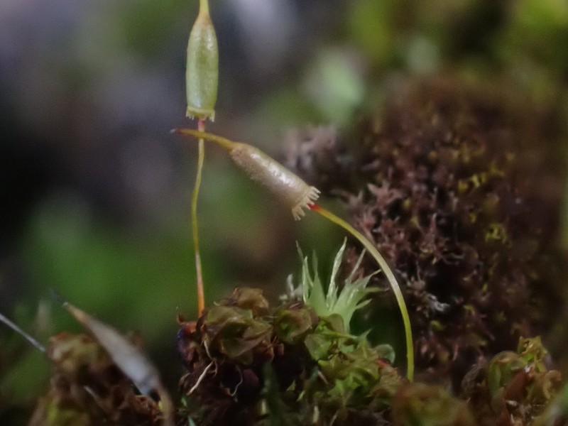 Fringed Candle Snuffer Moss