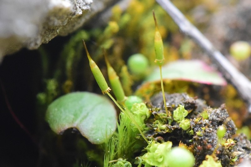 Fringed Candle Snuffer Moss photo 2
