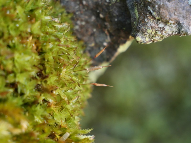 Fringed Candle Snuffer Moss photo 4