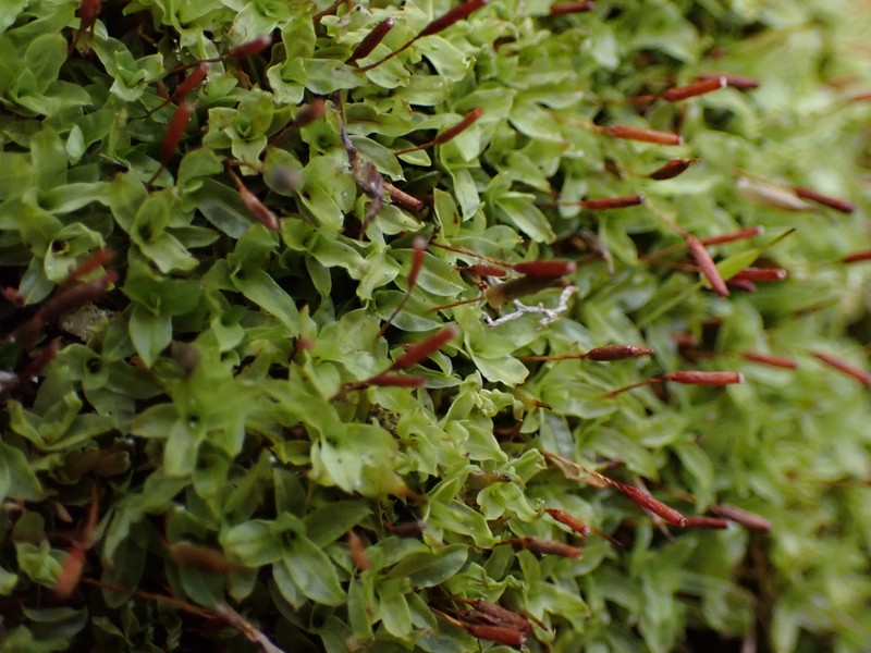 Fringed Candle Snuffer Moss photo 6