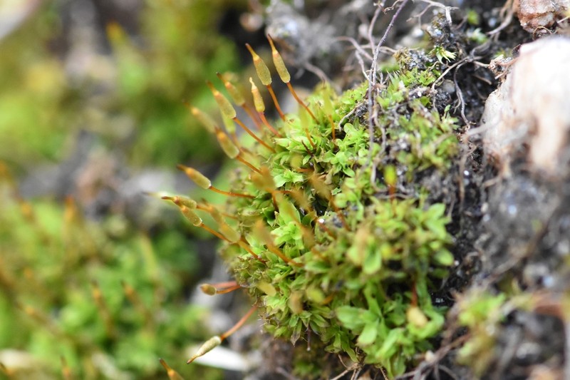 Fringed Candle Snuffer Moss photo 7
