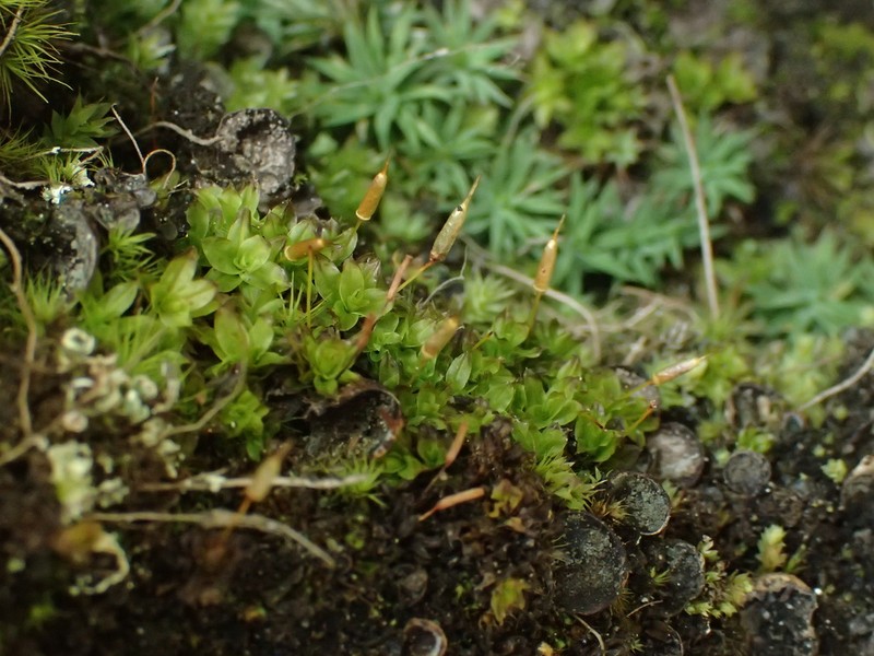 Candle Snuffer Moss