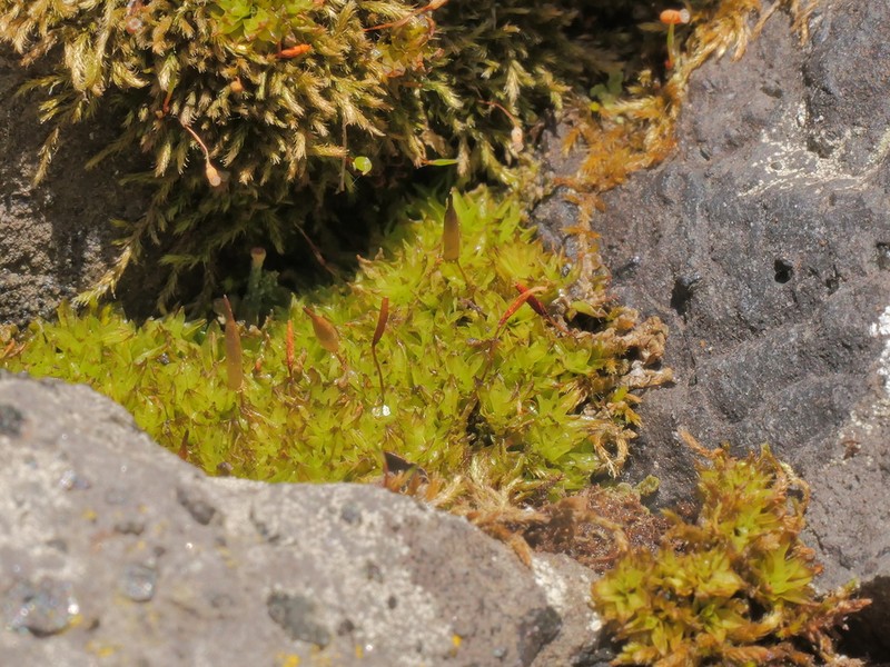 Candle Snuffer Moss photo 4
