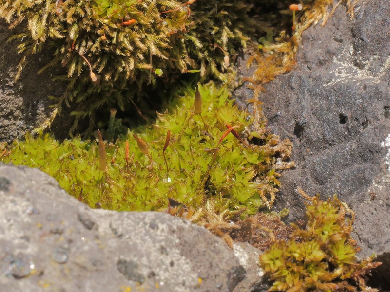 Candle Snuffer Moss photo 5
