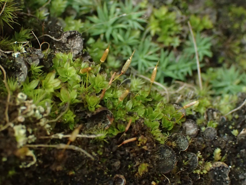 Candle Snuffer Moss photo 6