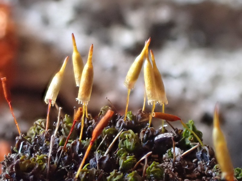 Candle Snuffer Moss photo 7