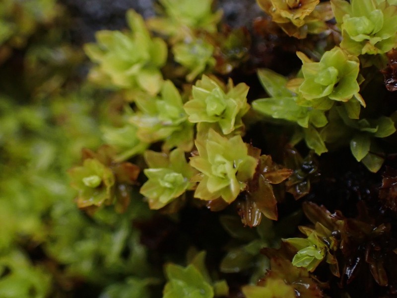 Candle Snuffer Moss