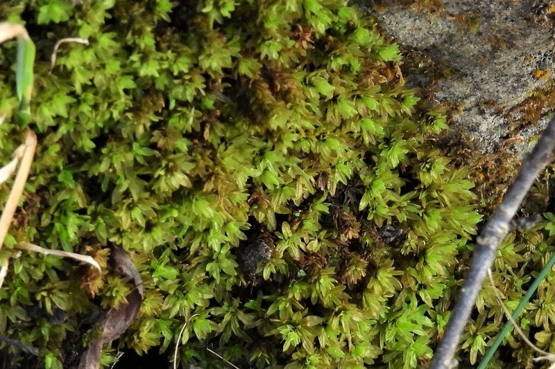 Candle Snuffer Moss photo 2