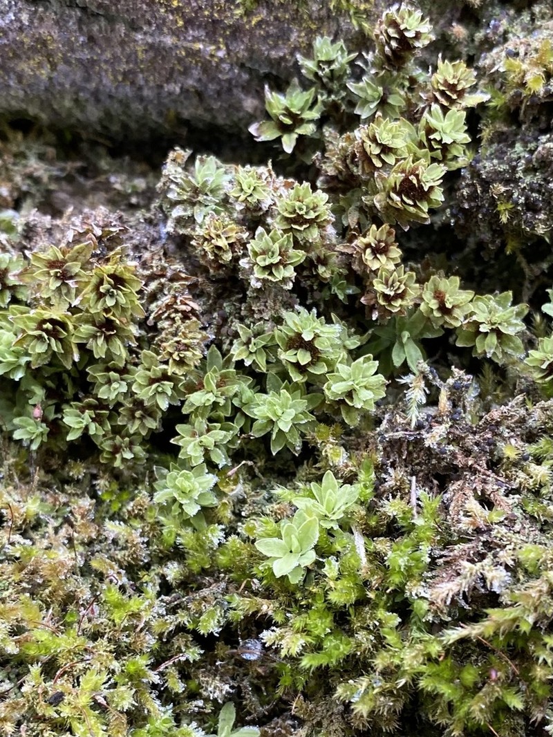 Candle Snuffer Moss photo 3