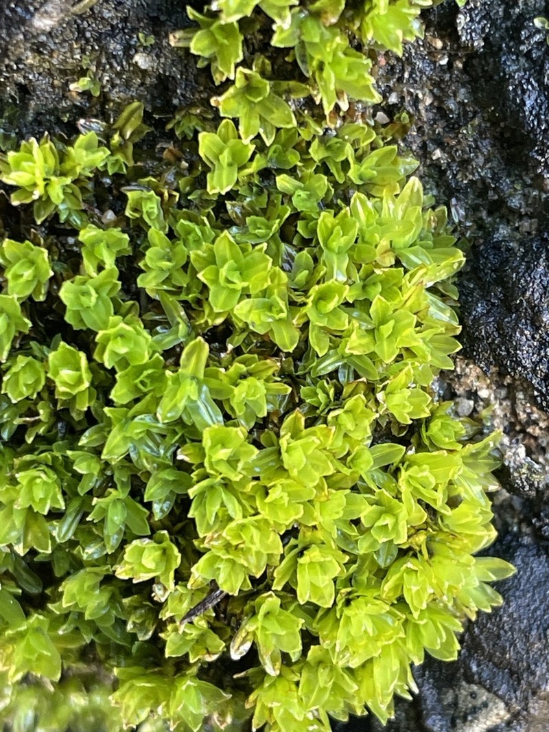Candle Snuffer Moss photo 4