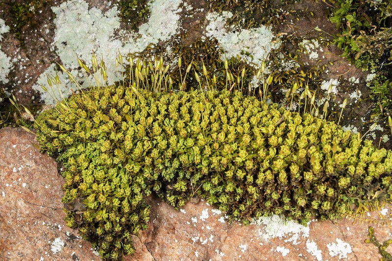 Candle Snuffer Moss photo 5