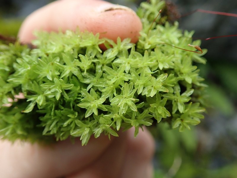 Candle Snuffer Moss photo 7
