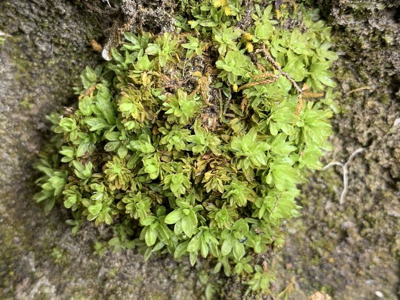 Candle Snuffer Moss photo 8