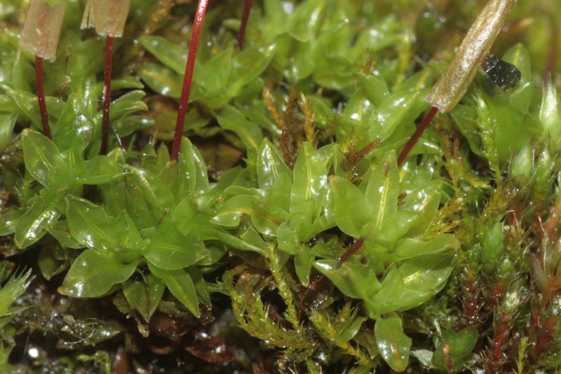 Common Candle Snuffer Moss