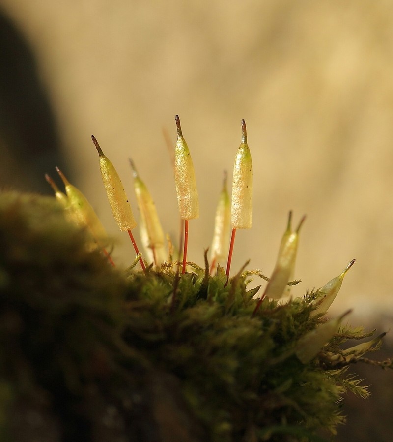 Common Candle Snuffer Moss