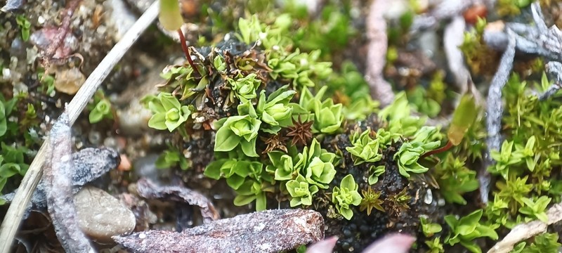 Common Candle Snuffer Moss photo 2